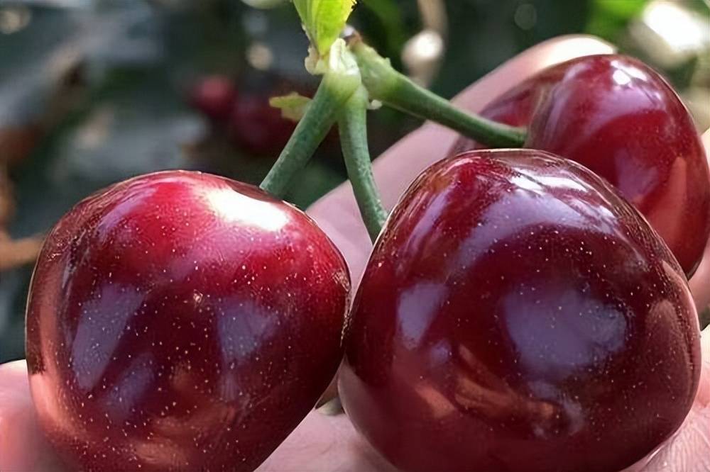 布鲁克斯车厘子苗品种介绍布鲁克斯好种吗市场表现怎么样