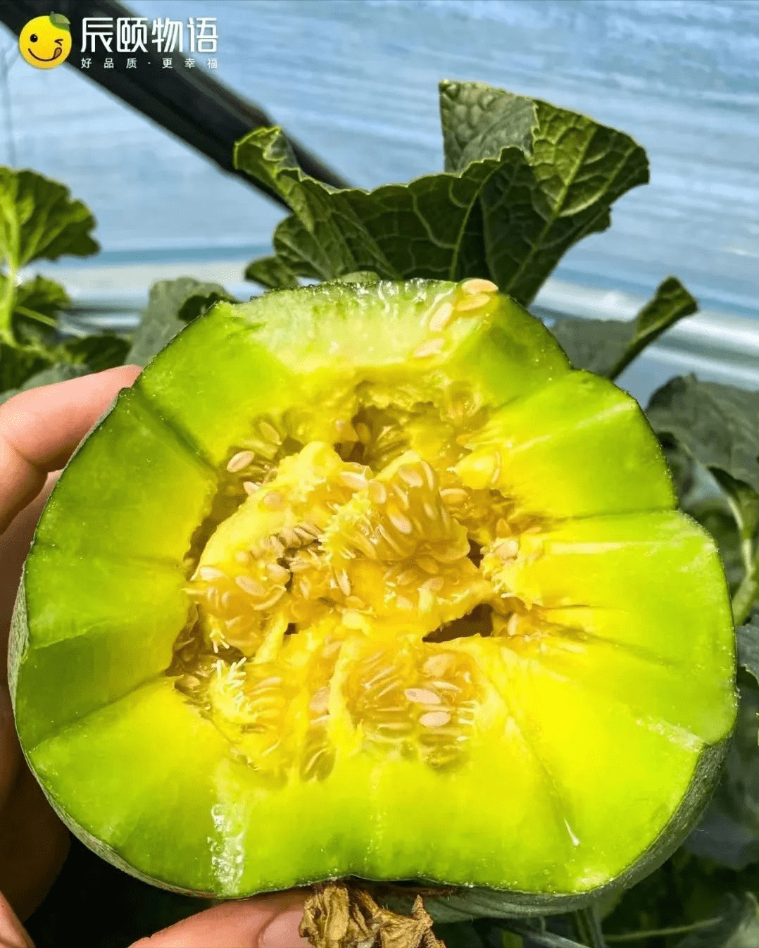 辰颐物语像绿宝石一样的甜瓜你吃过了嘛