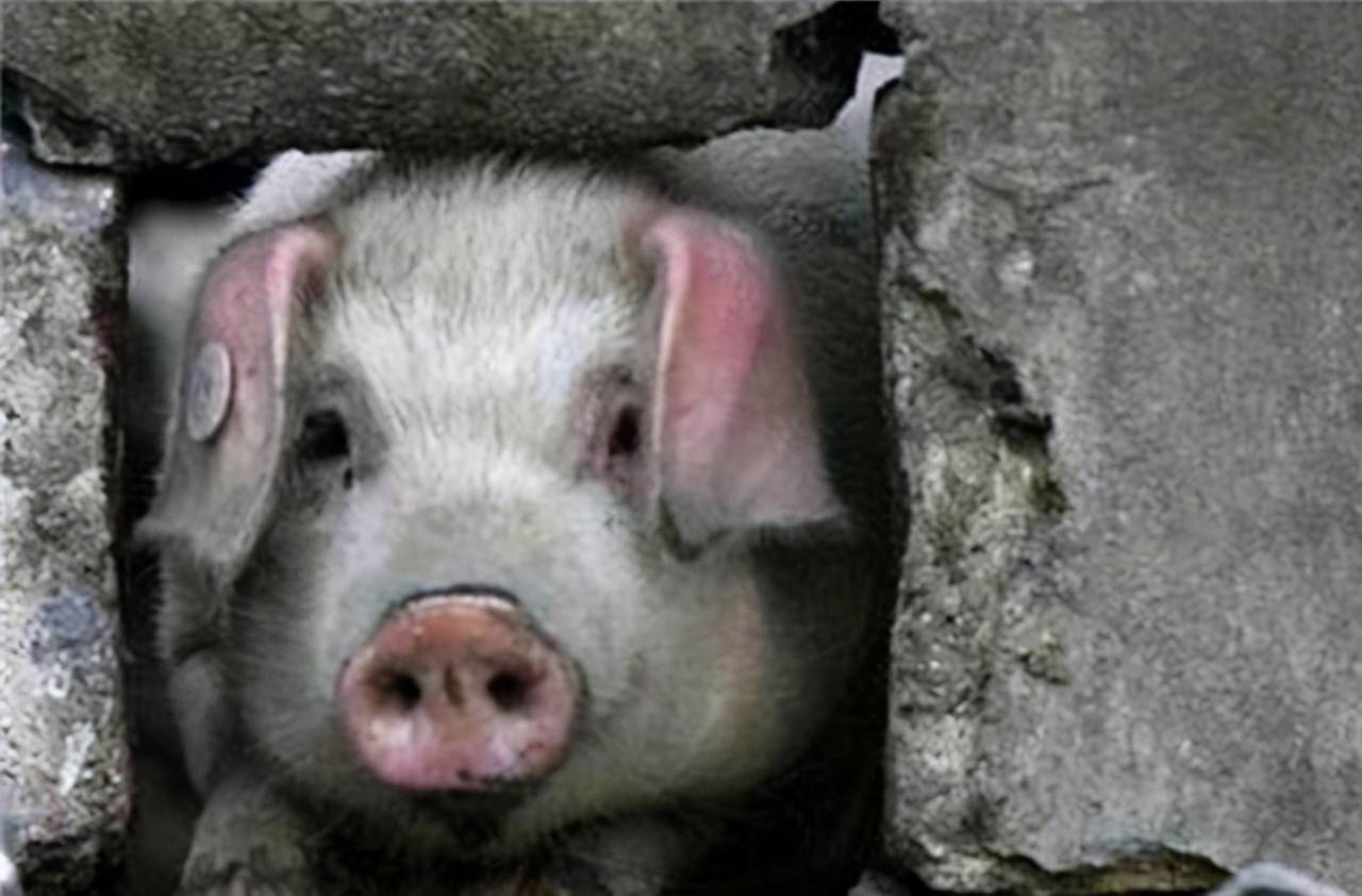 蝼蚁尚且偷生猪尚且能坚强我们不能简单地说一句真坚强啊