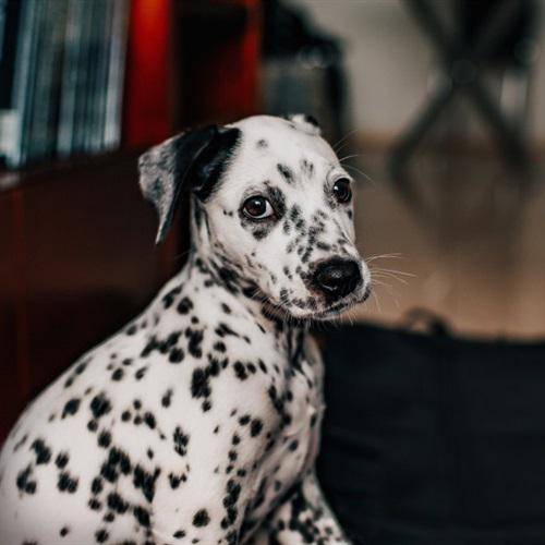 可爱的狗头头像可爱的狗狗幼崽图片