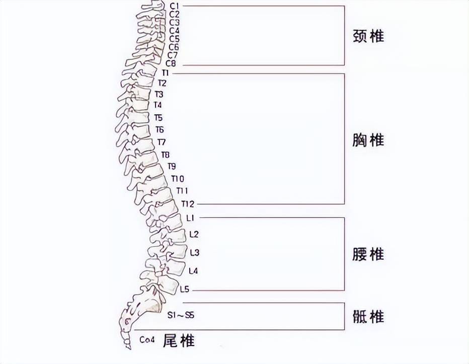 腰椎编号示意图图片