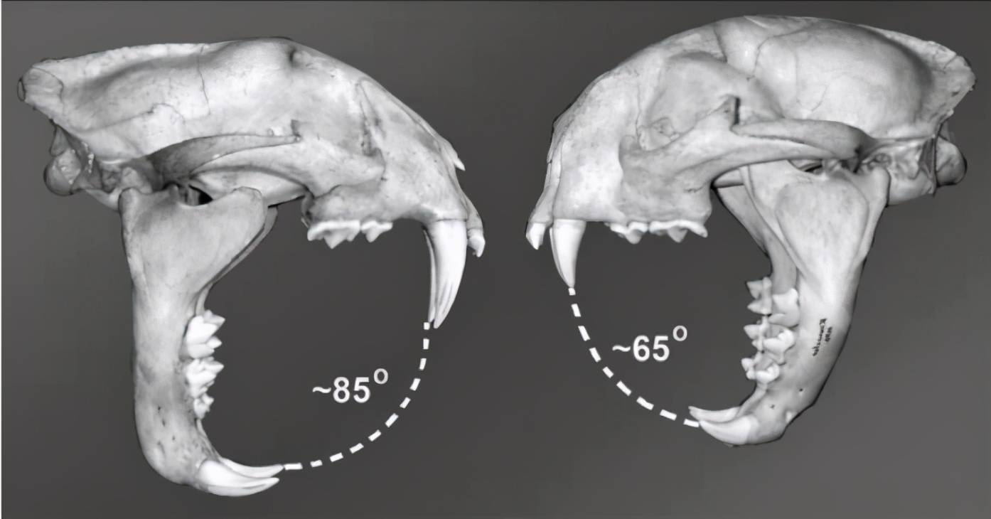 犬齿_猎物_老虎