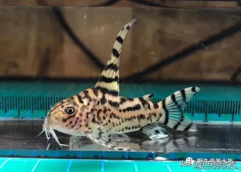 每天认识一种南美鱼36镭射鼠