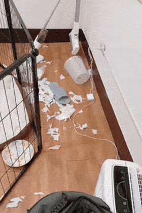 小小年纪巨大破坏力4个月的法斗宝宝把房间整的一片狼藉