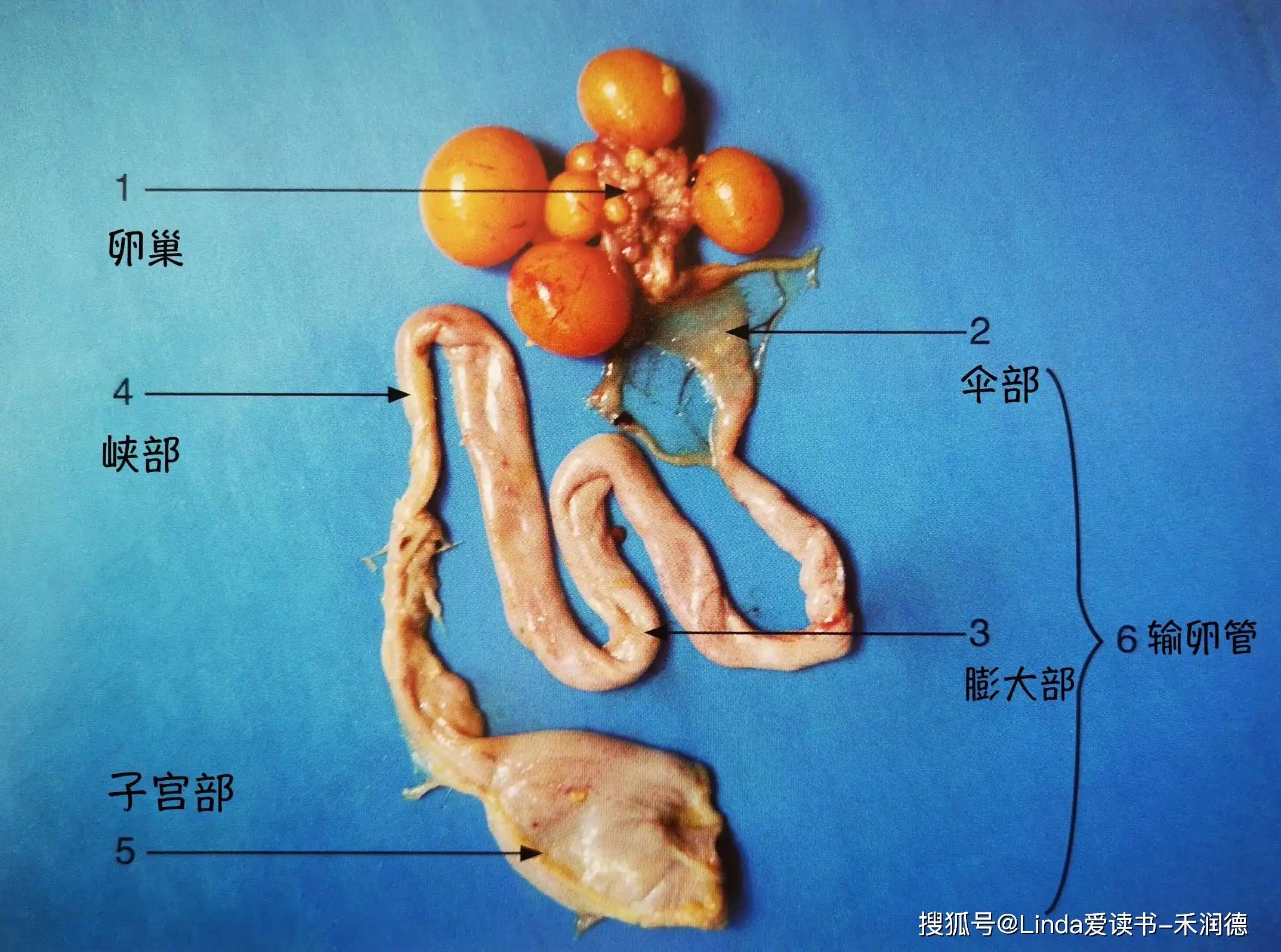 输卵管与子宫到人体解剖插画图片素材_ID:308553071-Veer图库