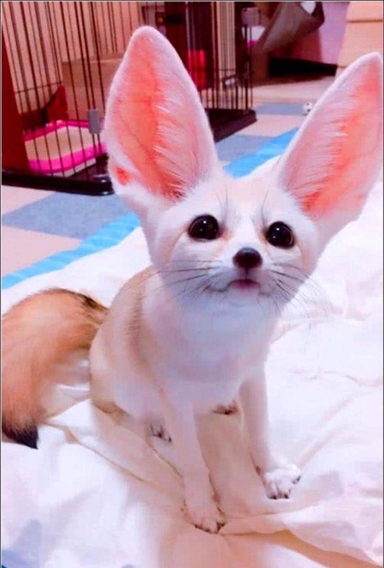 图便宜的女孩,500块网购布偶猫,收到货却气得肝疼_狐狸_查几_攻击力