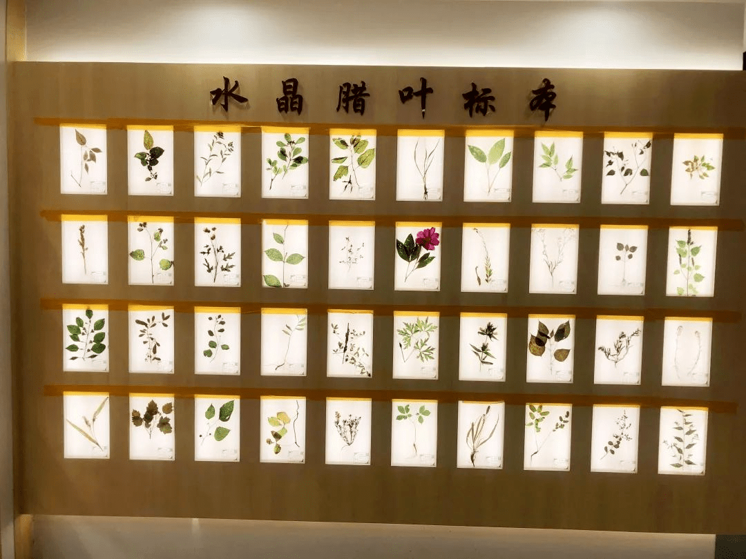 中药标本馆,中药调剂室,化学综合实训室,仪器分析实训室,药用植物实训