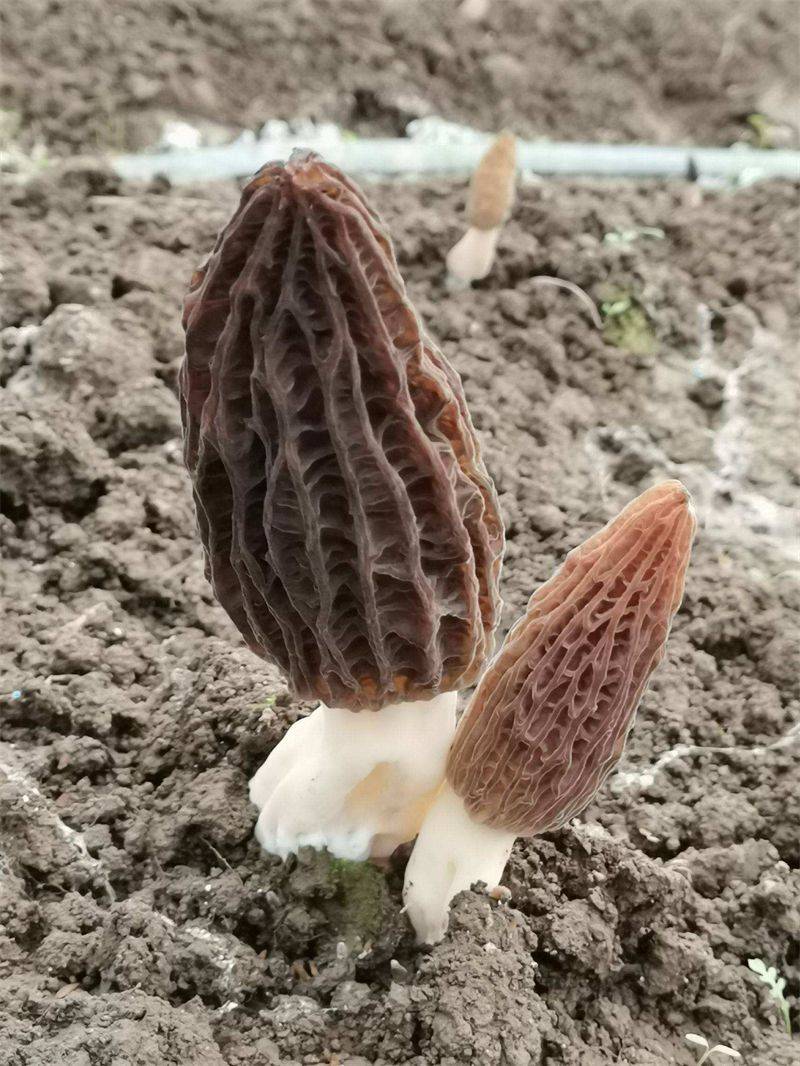 云食| 舌尖上的云南野生菌_味道_香味_食用菌类