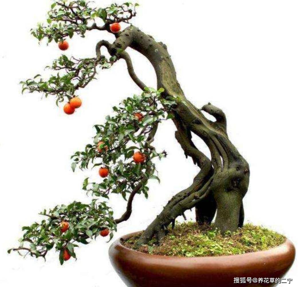 夏天养金弹子下山桩,注意4个事项,生根快,易成活_根部_树桩_枝干