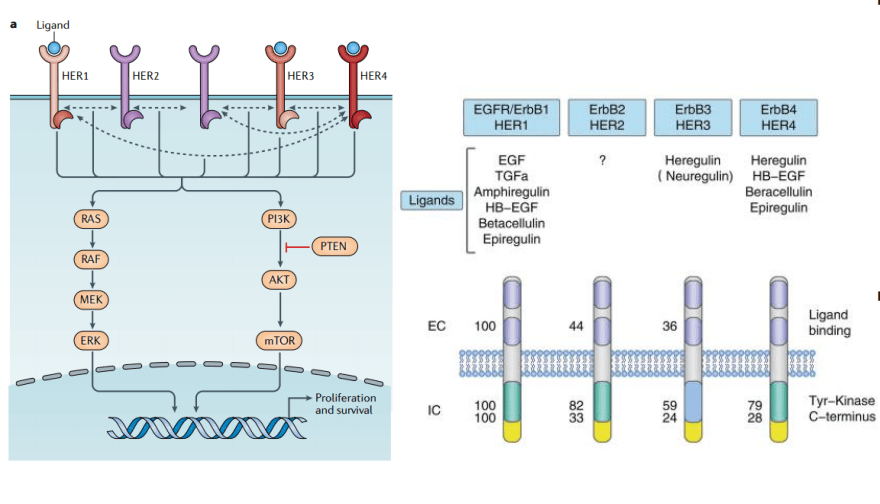 erbb家族成員及其示意圖erbb家族:表皮生長因子受體家族 (epidermal