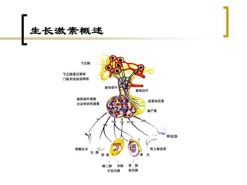 hgh生长激素的作用和功效及副作用,生长激素缺乏症