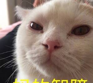 原创撸猫小能手必备喵星人拍照猫咪这些行走的表情包一个都不浪费