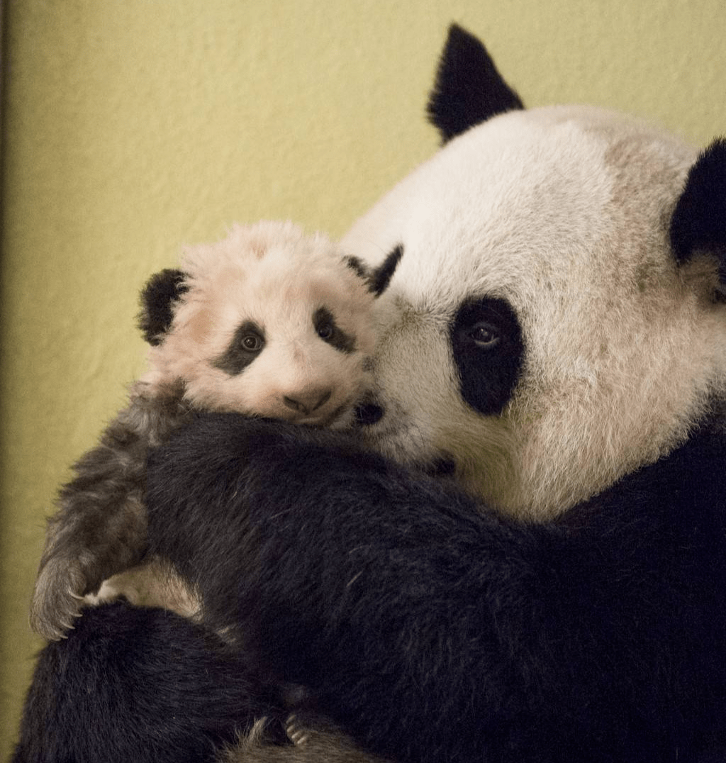 原创beauval动物园官宣大熊猫欢欢可能又要当妈啦