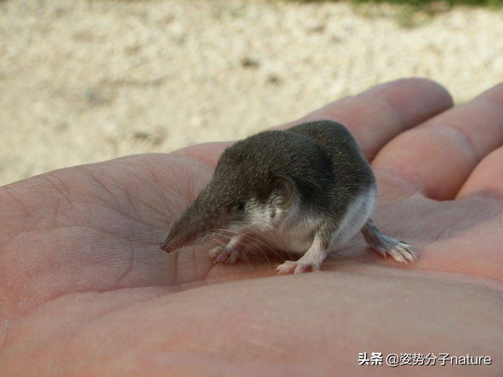最小的哺乳动物鼩鼱,长相酷似小老鼠,乍一看常被人当做老鼠中的矮个子