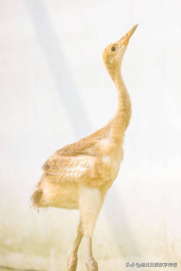 7日恰逢小暑,武汉动物园临时笼舍里迎来第一批新生命——三只小丹顶鹤