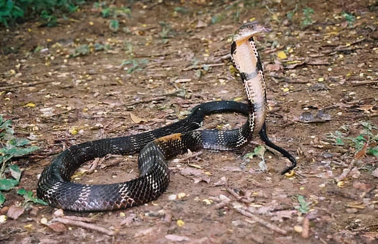 原创云南废弃水池发现眼镜王蛇蛇王易危的2大原因其中人类危害最大