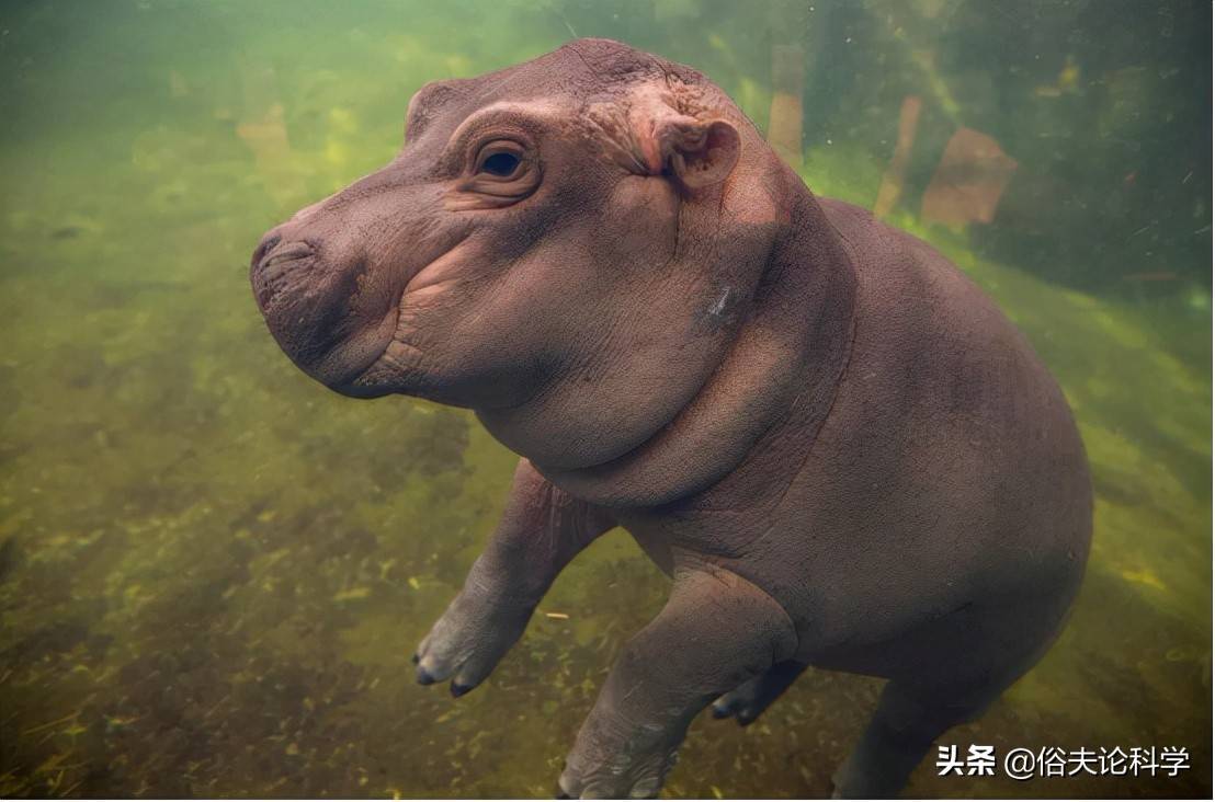 原創動物界的造糞機器河馬每天拉9噸粑粑一年憋死上萬條魚