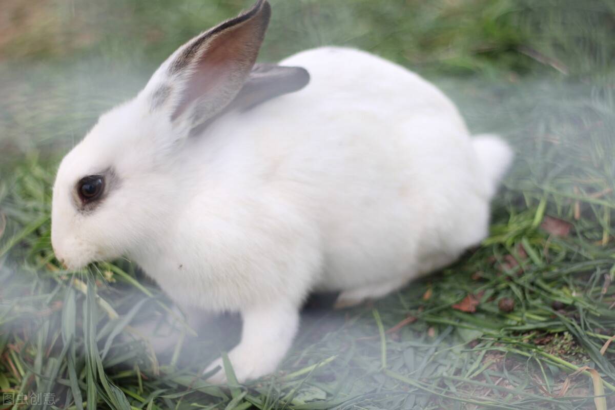 養兔知識兔子有點拉稀有沒有關係