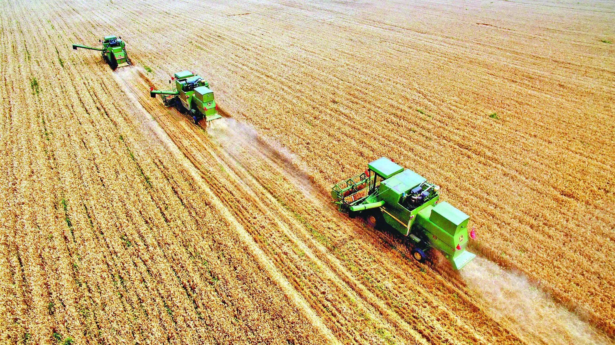 中国收获小麦256亿亩新闻的背后或是对动荡局势的充足准备