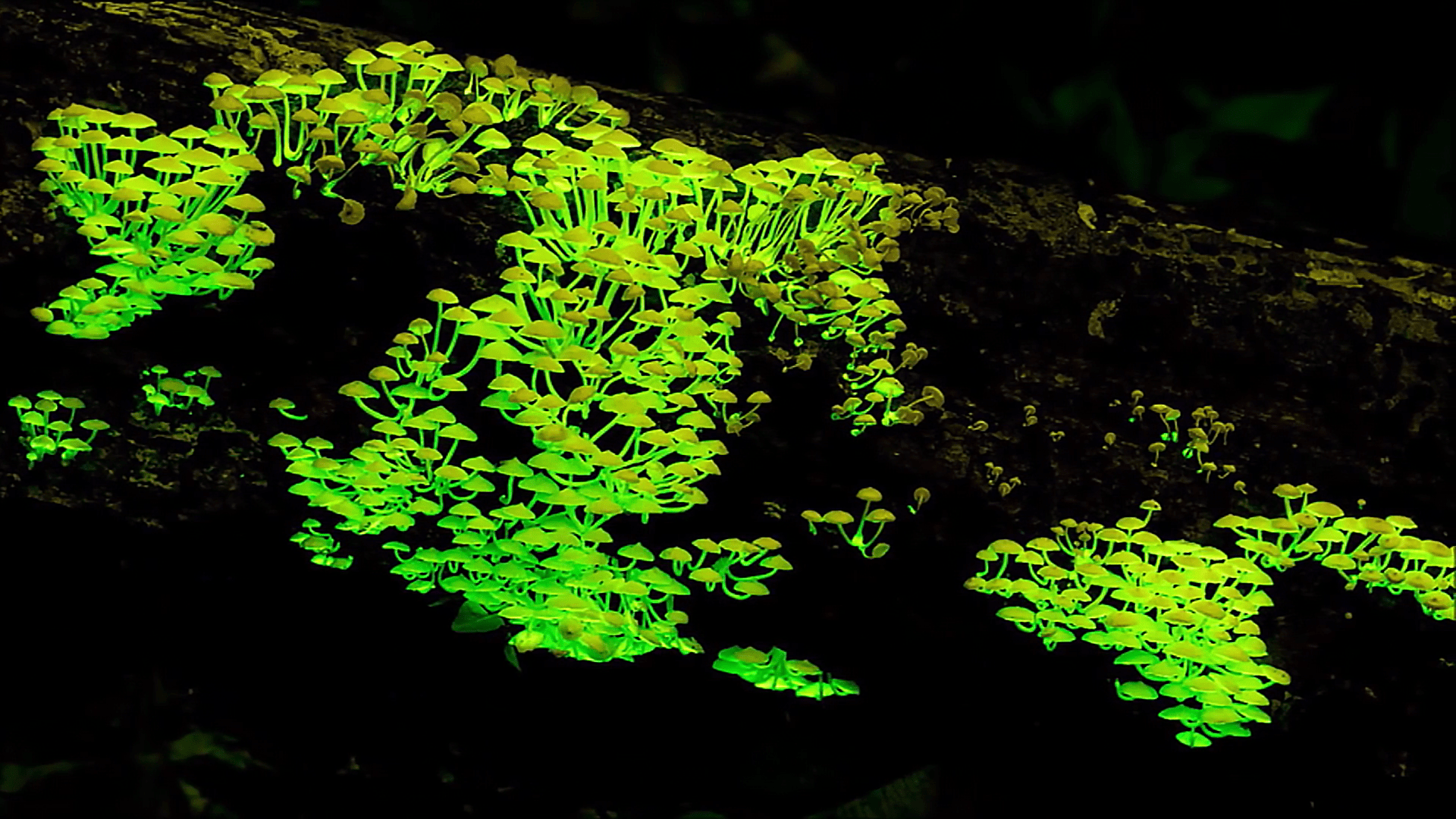 原创云南发现神奇发光蘑菇一到夜晚就会发绿光它究竟是什么