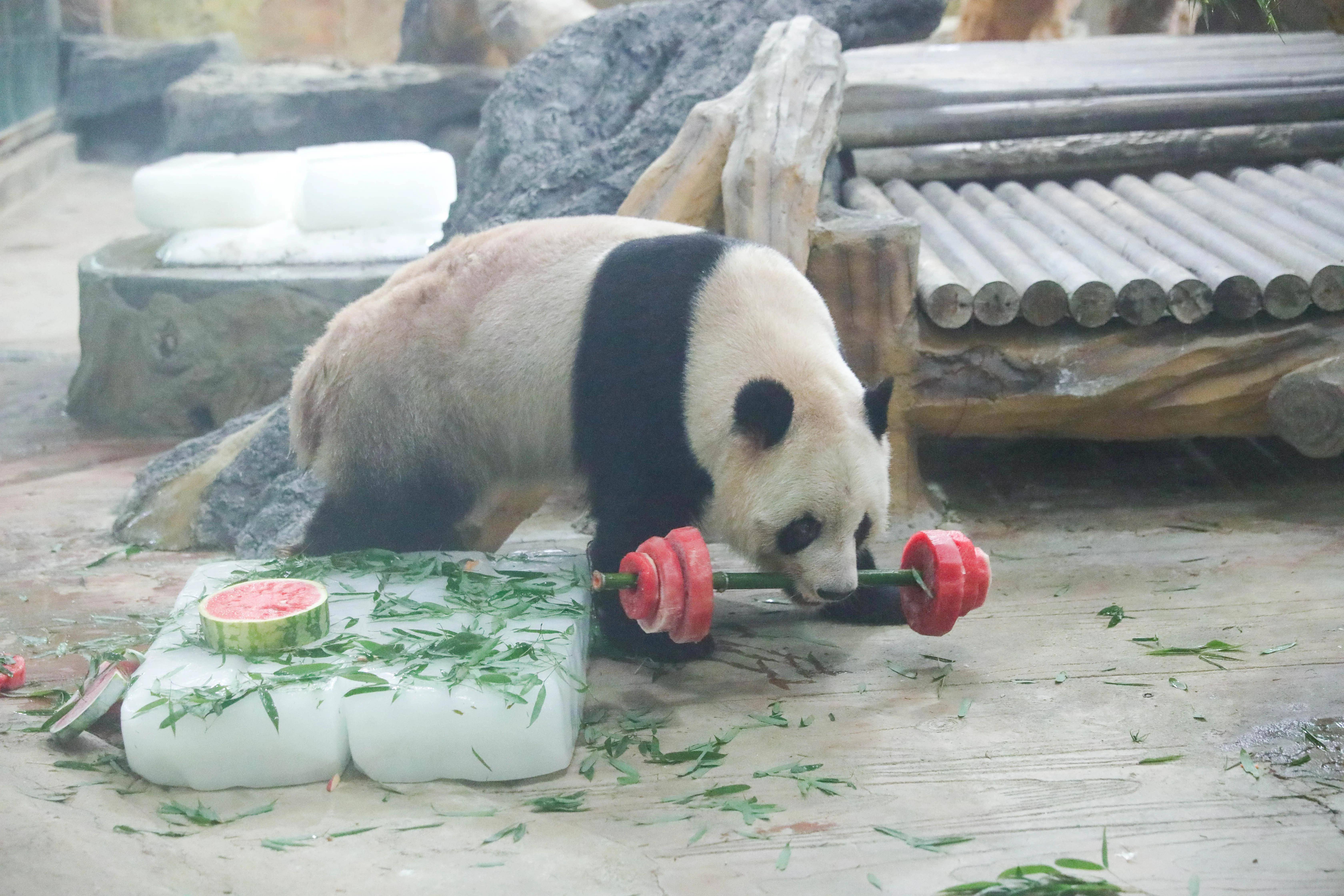 常州动物园大熊猫成小办奥运主题生日趴