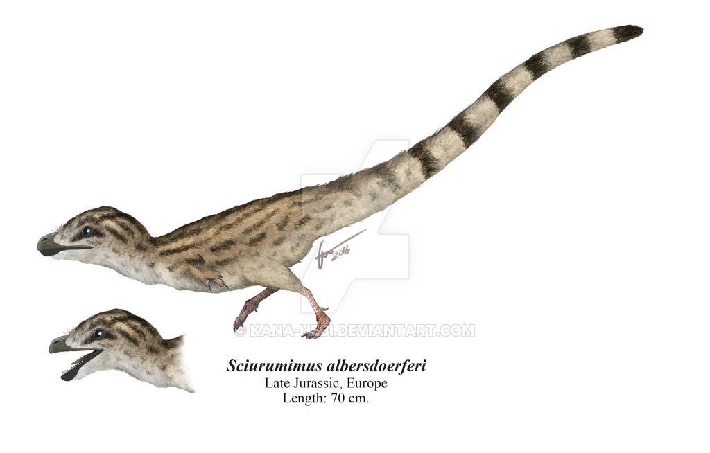 似松鼠龙华丽羽王龙中华龙鸟北票龙廓羽盗龙类,有更复杂的羽毛类型