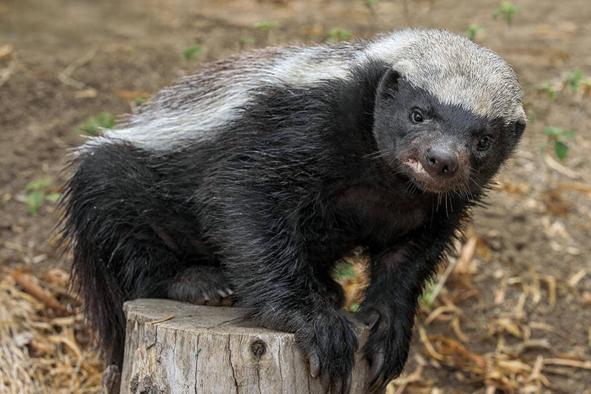 雌性略小一些,为5-10千克,这样的体重,在大型猛兽林立的非洲大陆上