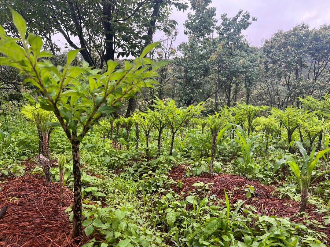 花,沁脾的花香隨著微風彌散山野,板栗樹下,綠茵茵的魔芋苗正茁壯成長