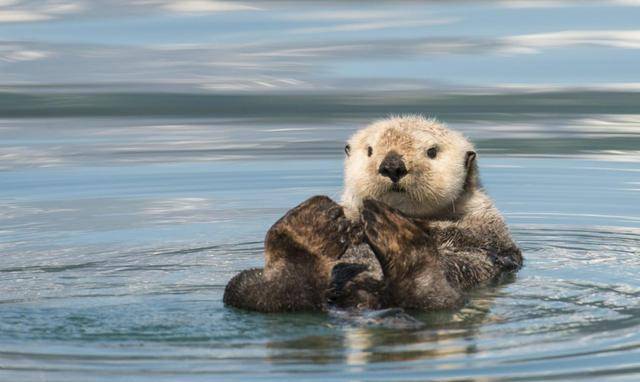 水獭吃什么食物?_宠物_主人_动物