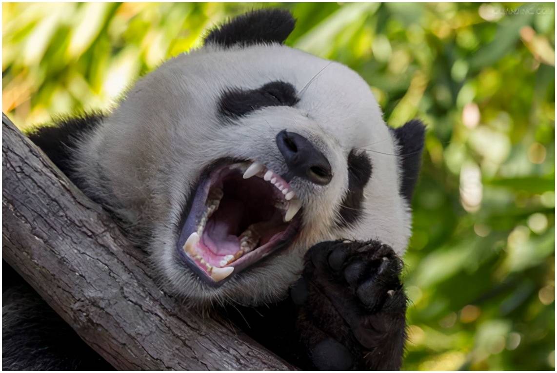 大熊猫凶残的一面图片
