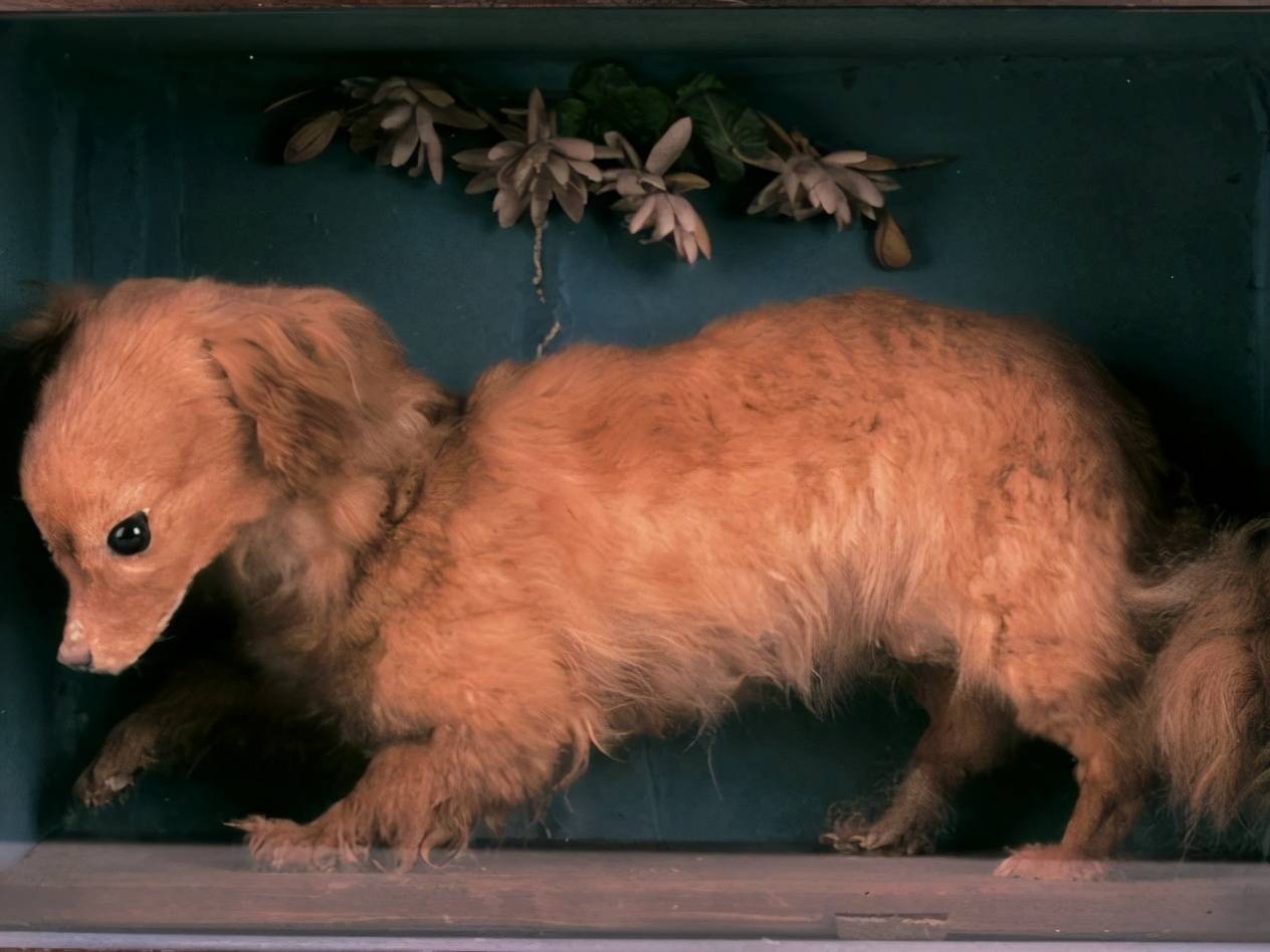 原创只能生活在南极为斗犬被专门繁育盘点已经灭绝了的5种狗