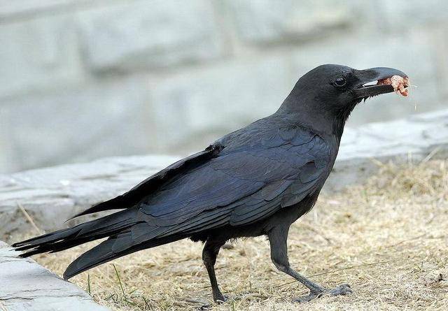 乌鸦记忆力超强能认出它们见过的人脸思维能力堪比人类