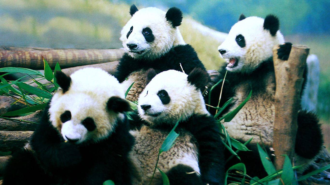 1800多只野生大熊猫滚滚喜摘濒危帽子但国宝依旧是国宝