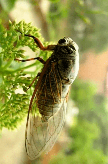夏至,鹿角解,蝉始鸣