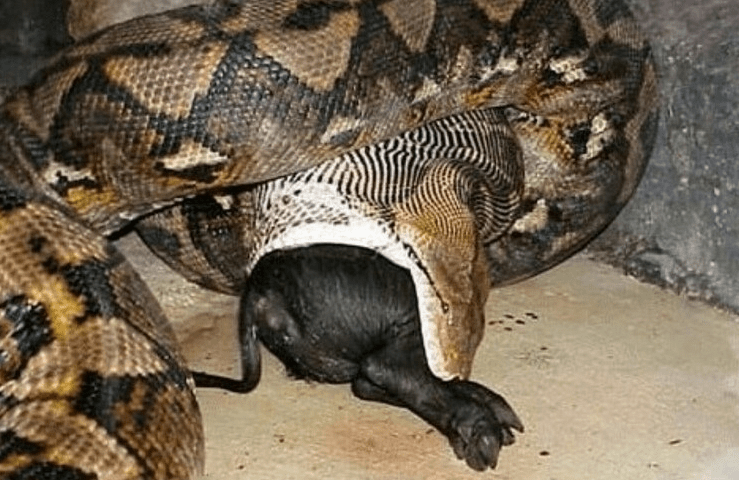 原创好危险海南一渔船里藏了条大蟒蛇为国家二级保护动物已放生