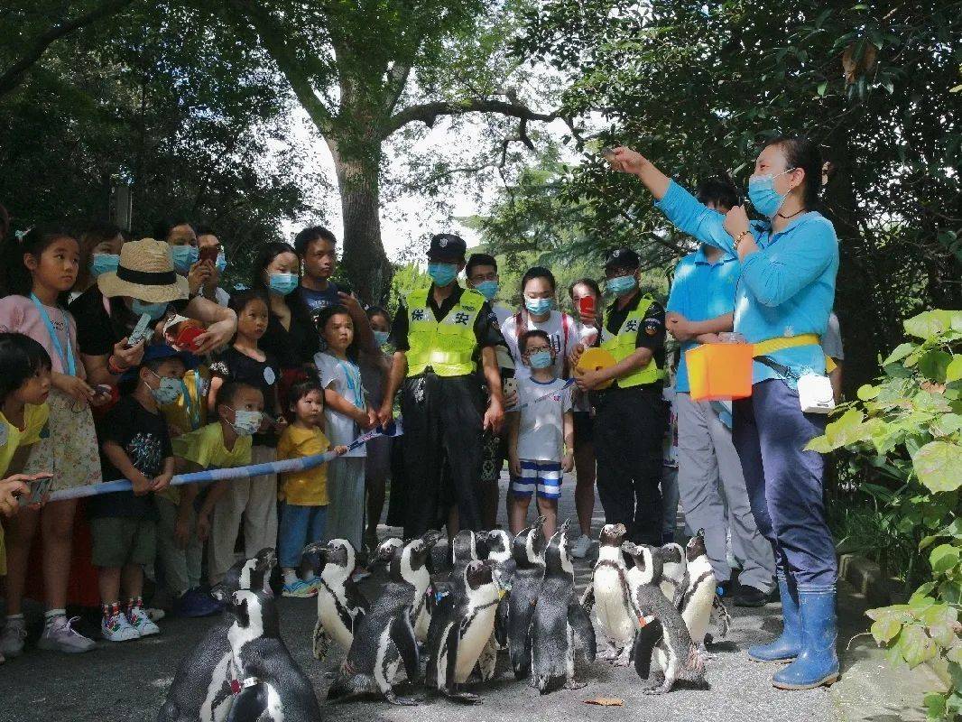 原創上海動物園大長腿天團復出來看ta們的蕩馬路指南