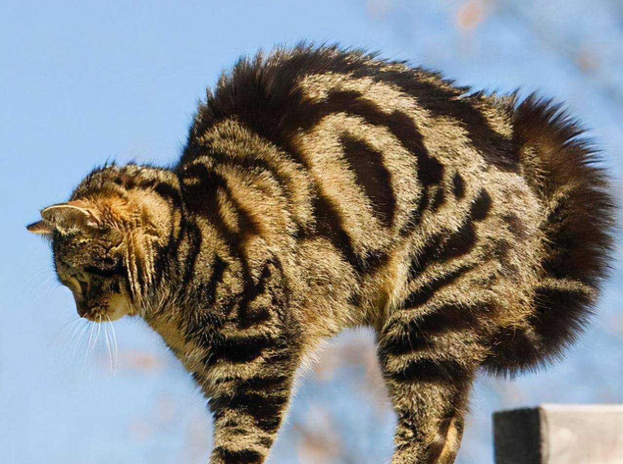 原来猫咪"拱背",有这几种意思