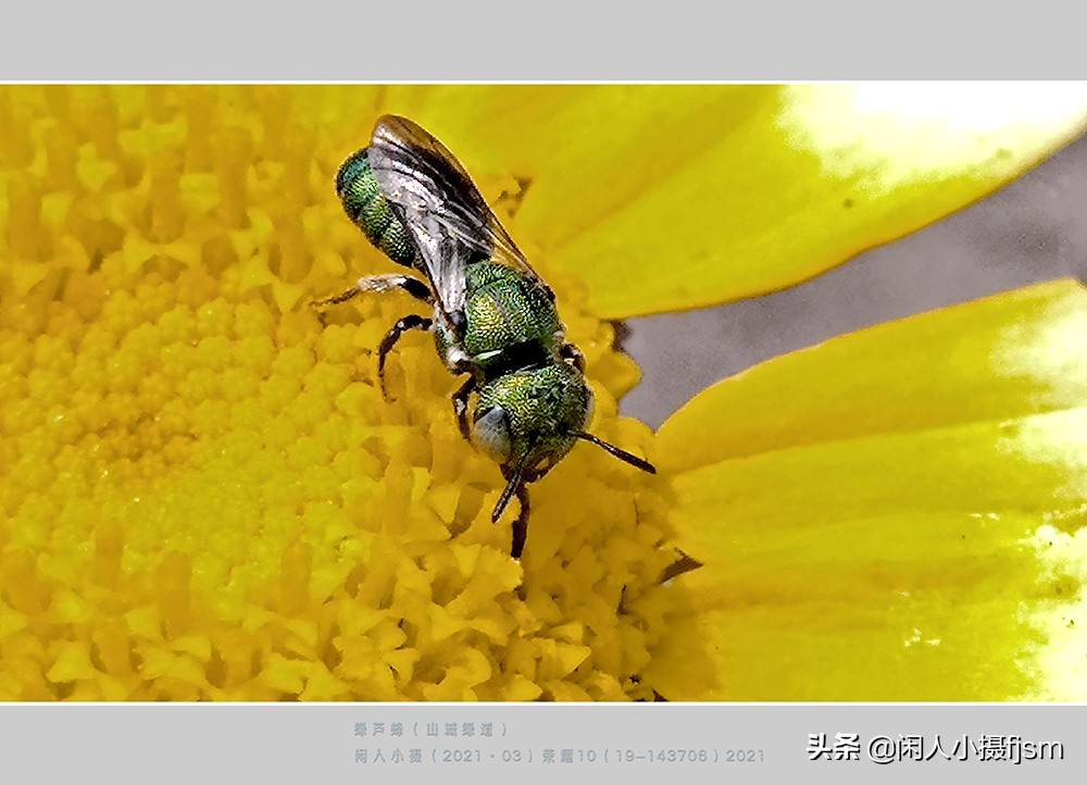 原创手机昆虫摄影木蜂绿芦蜂彩带蜂青条花蜂切叶蜂熊蜂