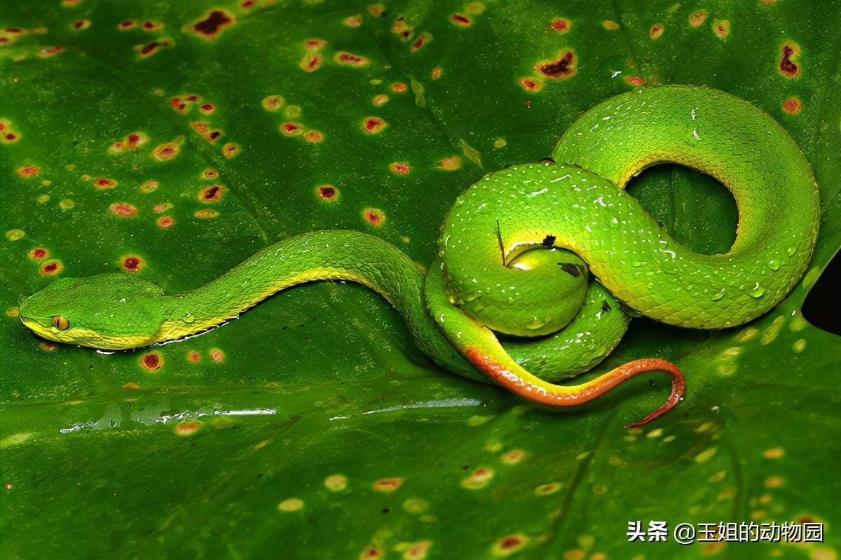 原创毒性一般伤害极高五步蛇究竟有多恐怖如果被咬到该如何处理