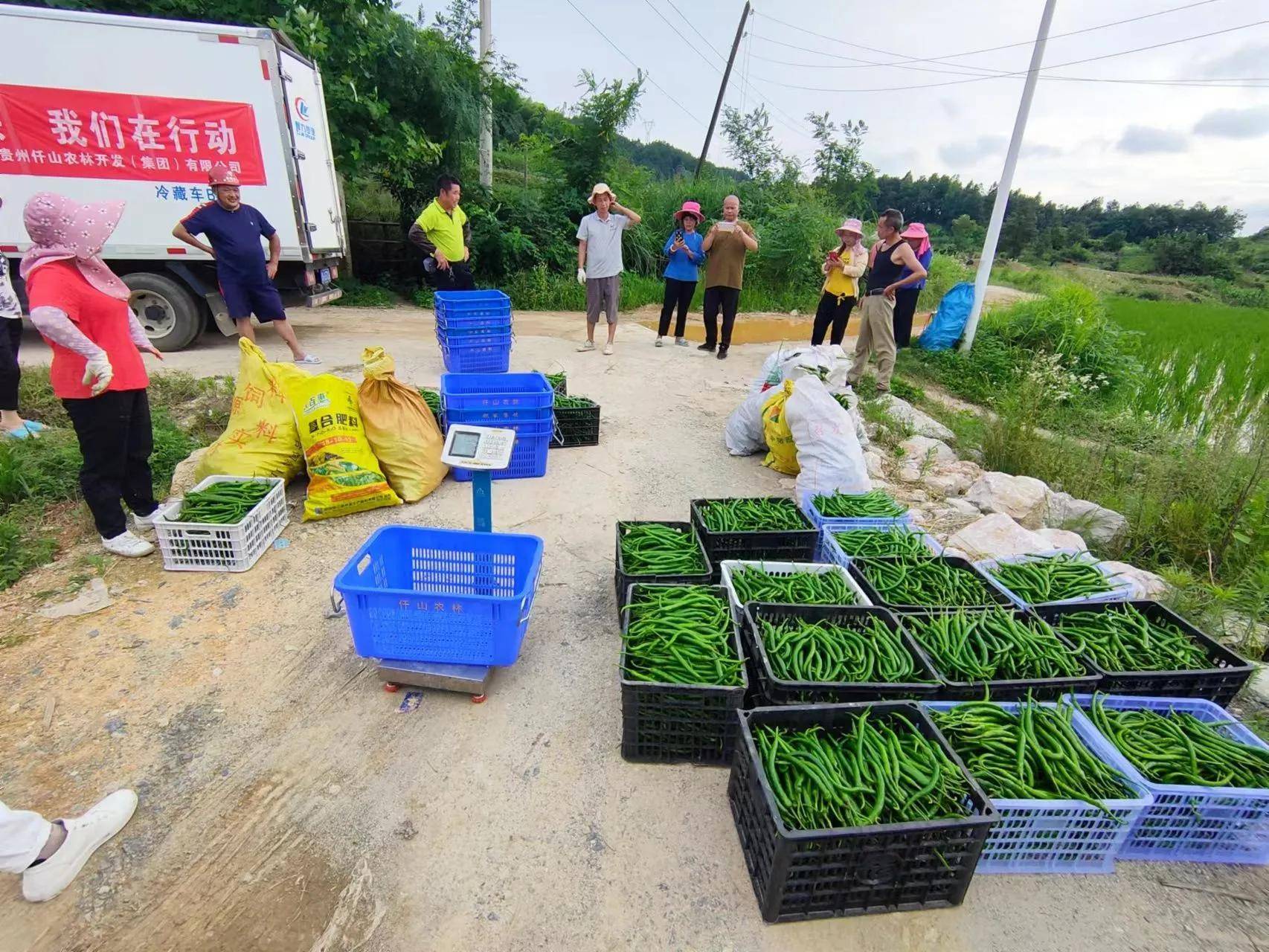 "订单农业"托起乡村振兴新希望_种植_蔬菜_群众