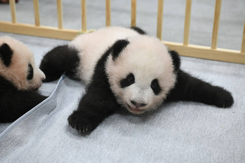 东京双胞胎熊猫幼崽看第一眼就萌化了10多万人争相为其取名