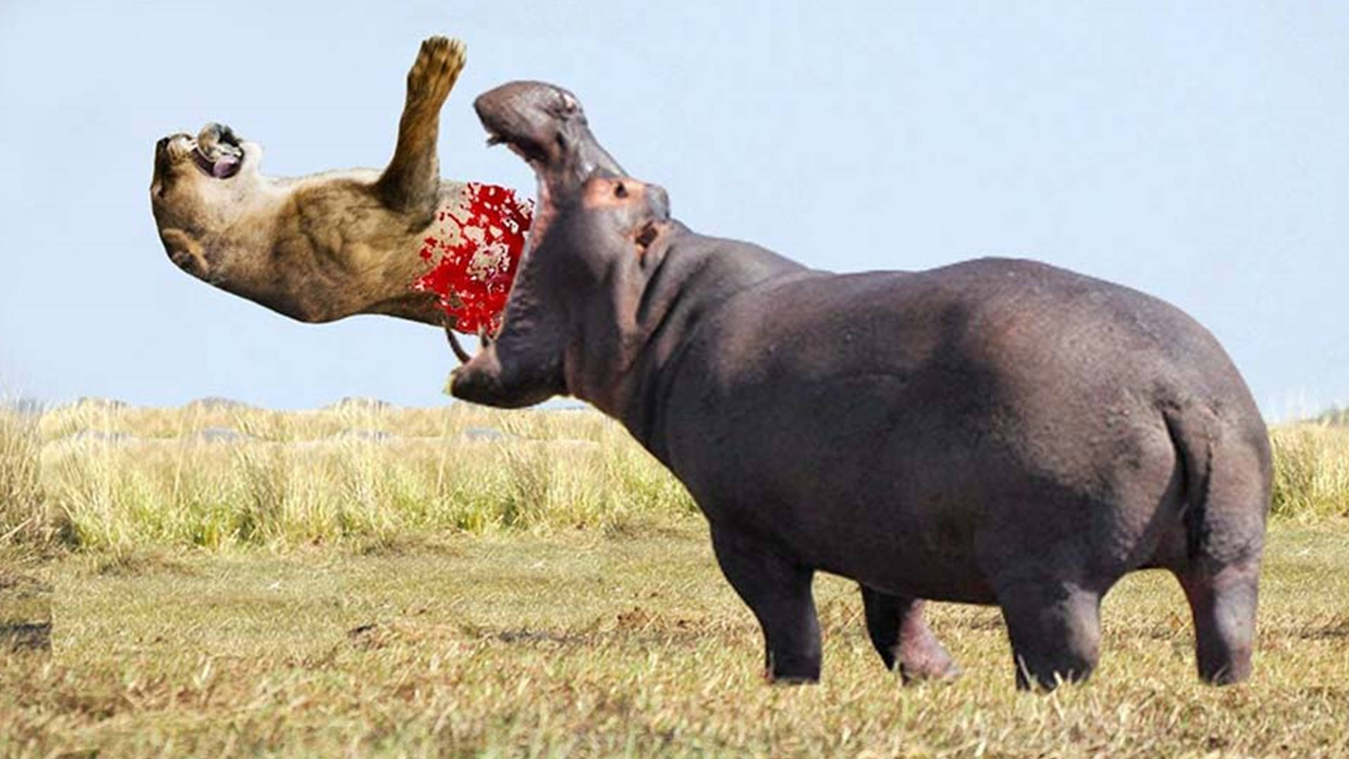 原创盘点5种轻松秒杀狮子的动物大象第1无悬念那东北虎呢