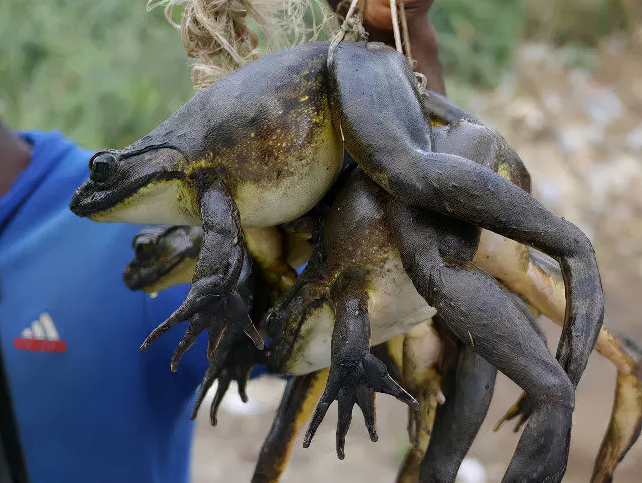 原创体重可达3公斤以上的非洲巨蛙为什么会在非洲餐桌上挣扎