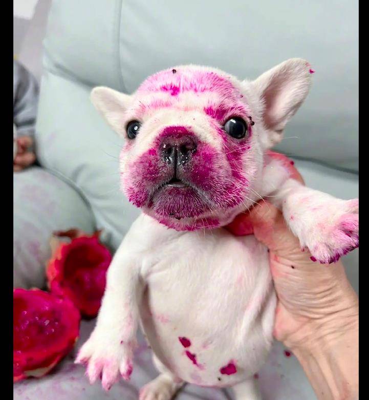 儿子和狗在沙发上吃火龙果,搞得到处都是红色,这脸看得好想笑_狗狗