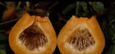 贵州带刺的梨，乃是世界水果之王