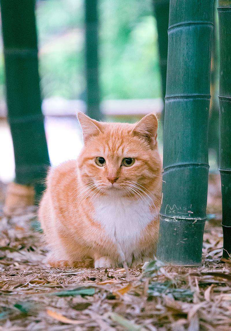 大橘肥猫图片