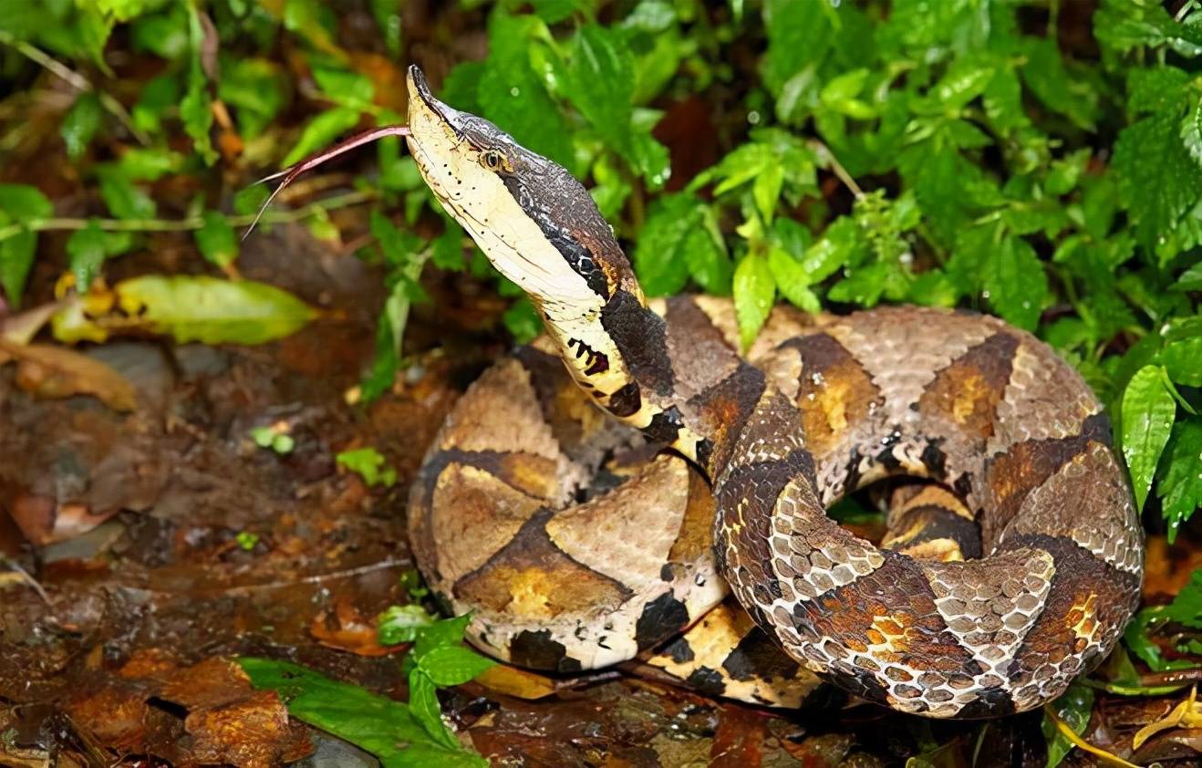 农村常见蛇的种类图片图片