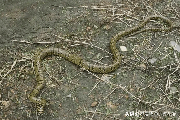 贵州无毒蛇图片大全图片