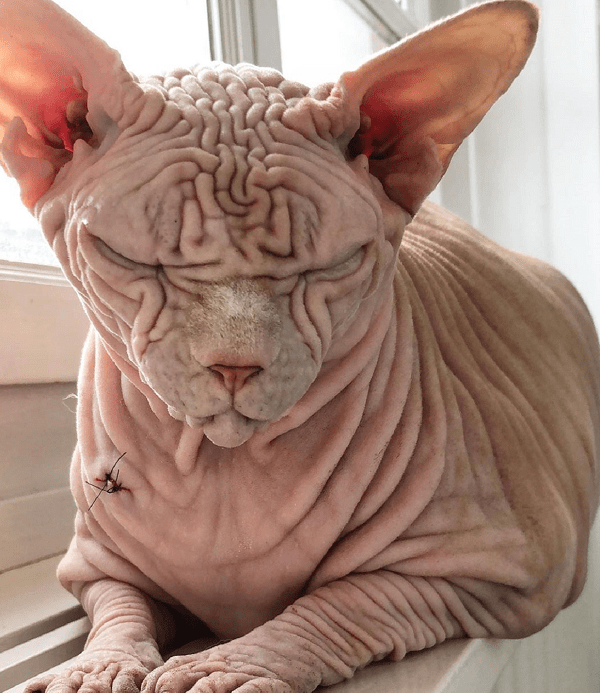 原创连主人都承认它大概是全网最吓人的无毛猫了