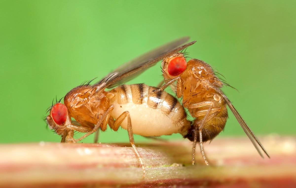 原创百年历史六个诺贝尔奖实验室的无冕之王果蝇